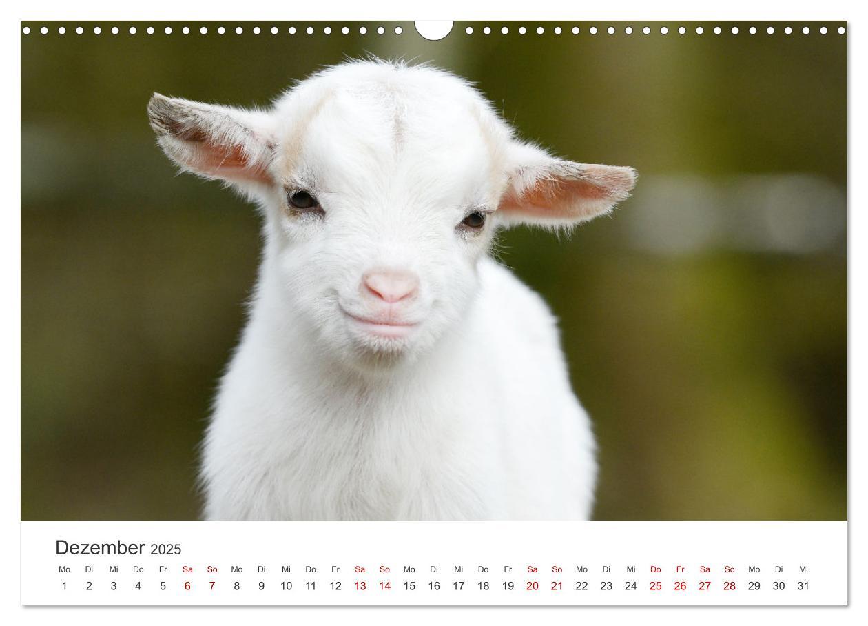 Bild: 9783435053643 | Ziegenkinder (Wandkalender 2025 DIN A3 quer), CALVENDO Monatskalender