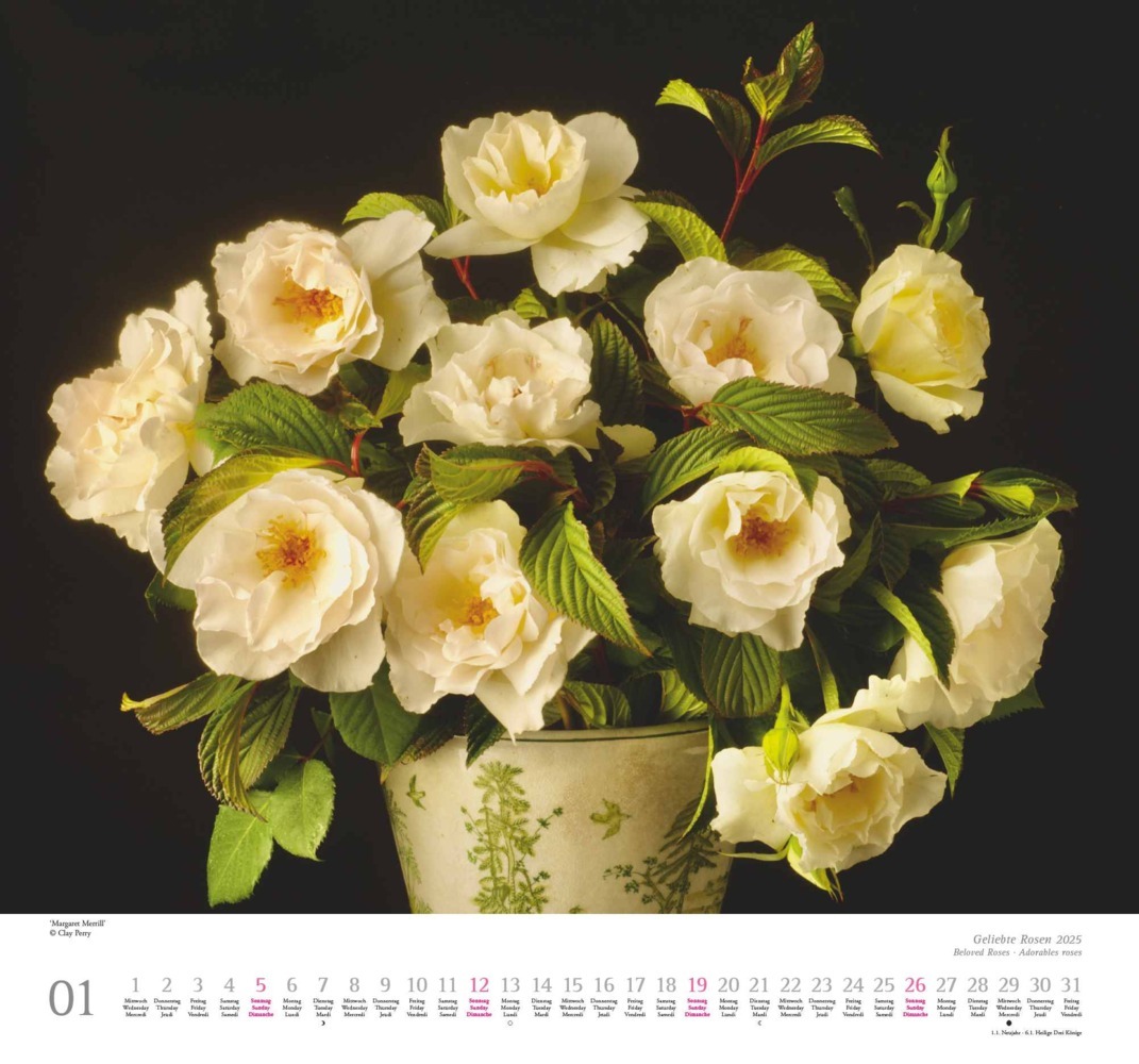 Bild: 4250809653082 | DUMONT - Geliebte Rosen 2025 Wandkalender, 30x30cm, Kalender mit...