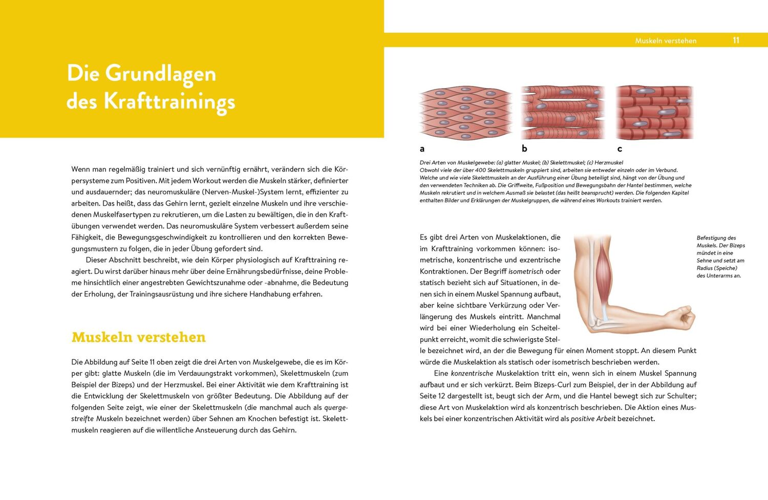 Bild: 9783742313690 | Krafttraining - Das Handbuch für Einsteiger | Baechle (u. a.) | Buch