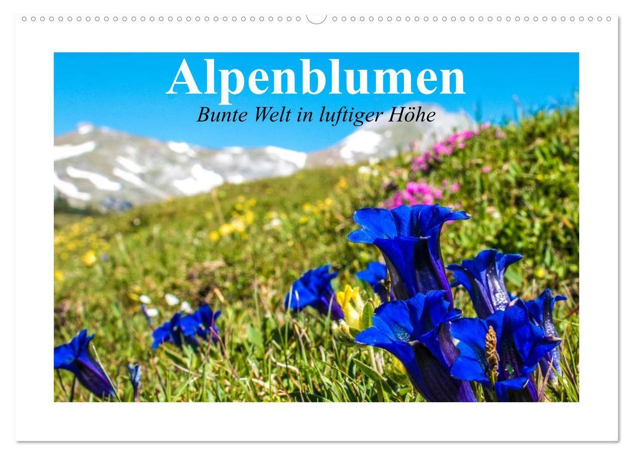 Cover: 9783435598649 | Alpenblumen. Bunte Welt in luftiger Höhe (Wandkalender 2025 DIN A2...