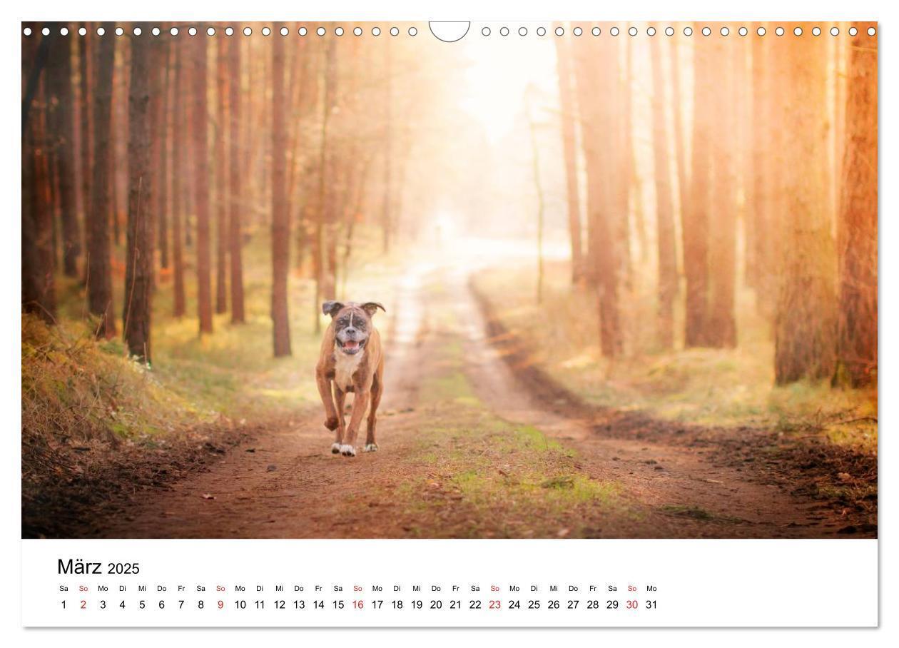 Bild: 9783435614196 | Deutscher Boxer (Wandkalender 2025 DIN A3 quer), CALVENDO...