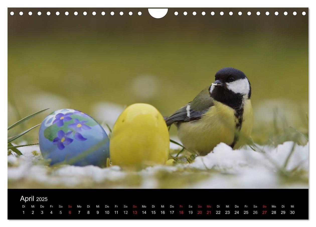 Bild: 9783435626670 | Singvögel in Deutschland (Wandkalender 2025 DIN A4 quer), CALVENDO...