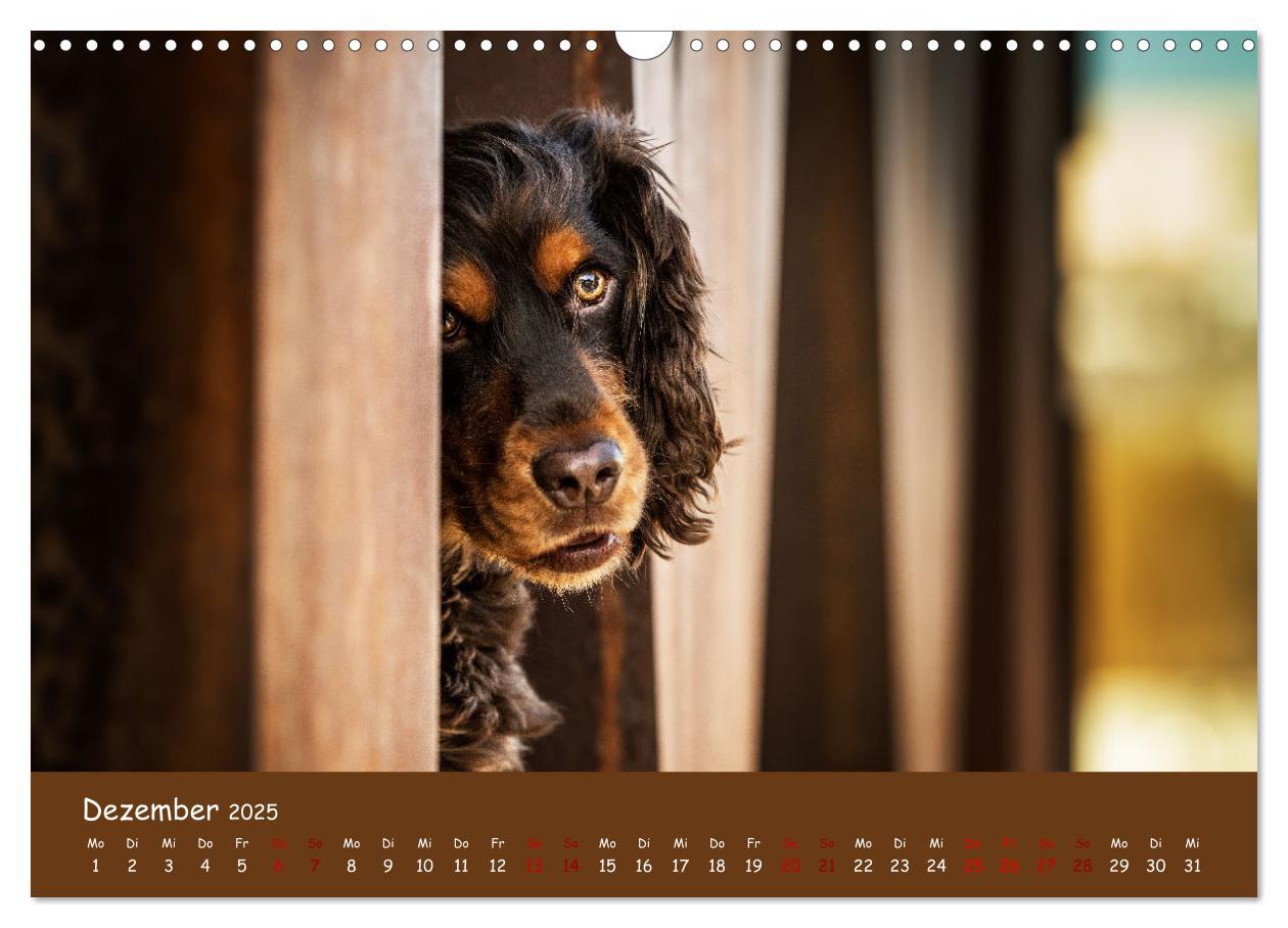 Bild: 9783383960314 | Englischer Cocker Spaniel (Wandkalender 2025 DIN A3 quer), CALVENDO...