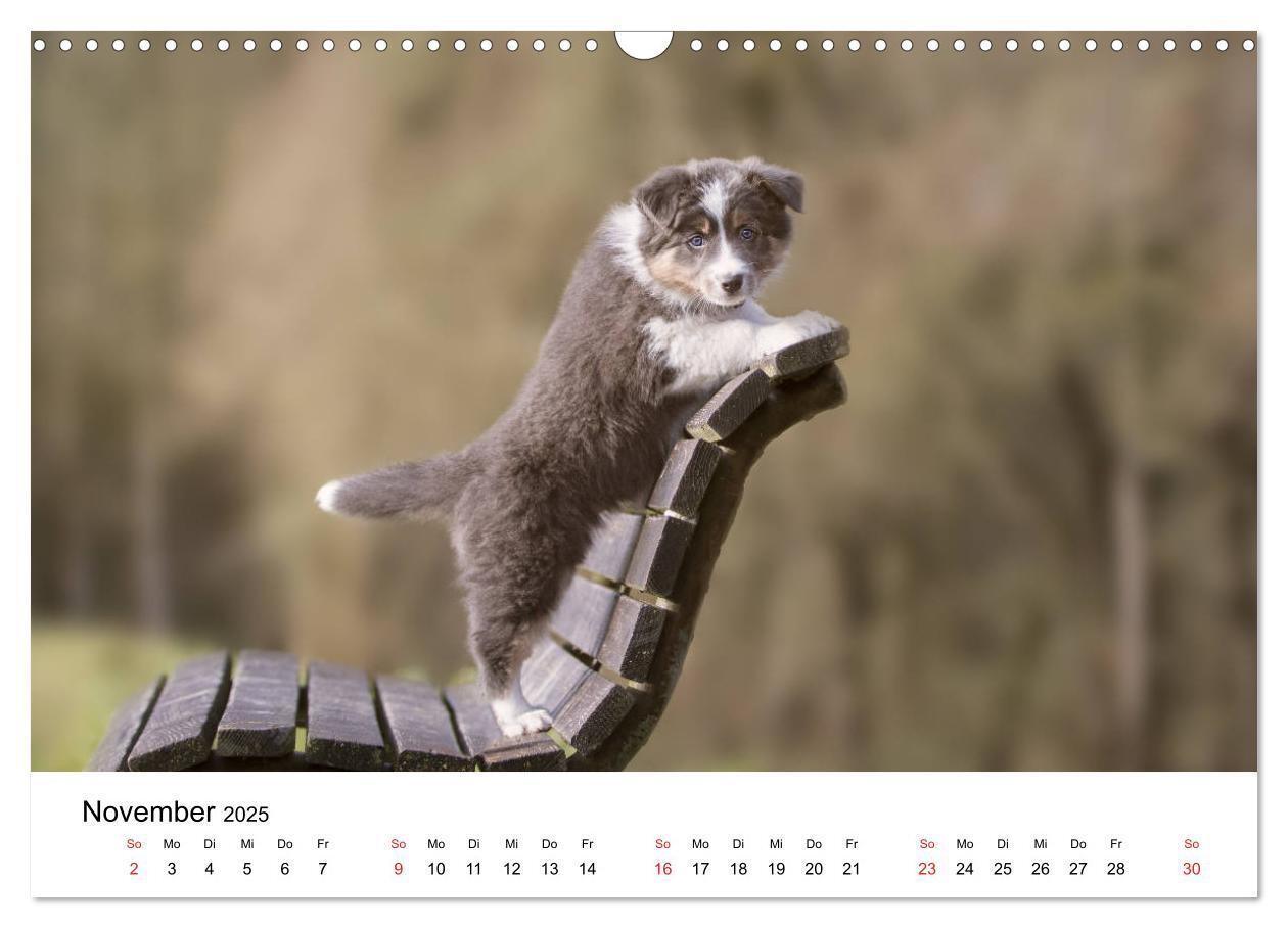 Bild: 9783435191383 | Border Collie - Bunt und clever! (Wandkalender 2025 DIN A3 quer),...