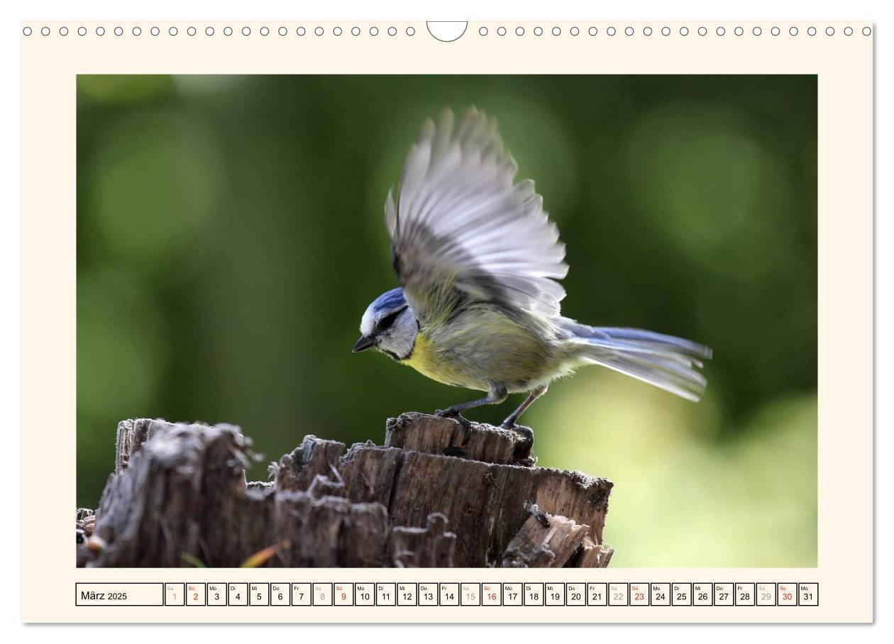 Bild: 9783435642250 | Gefiederte Schönheiten - Die Blaumeise (Wandkalender 2025 DIN A3...