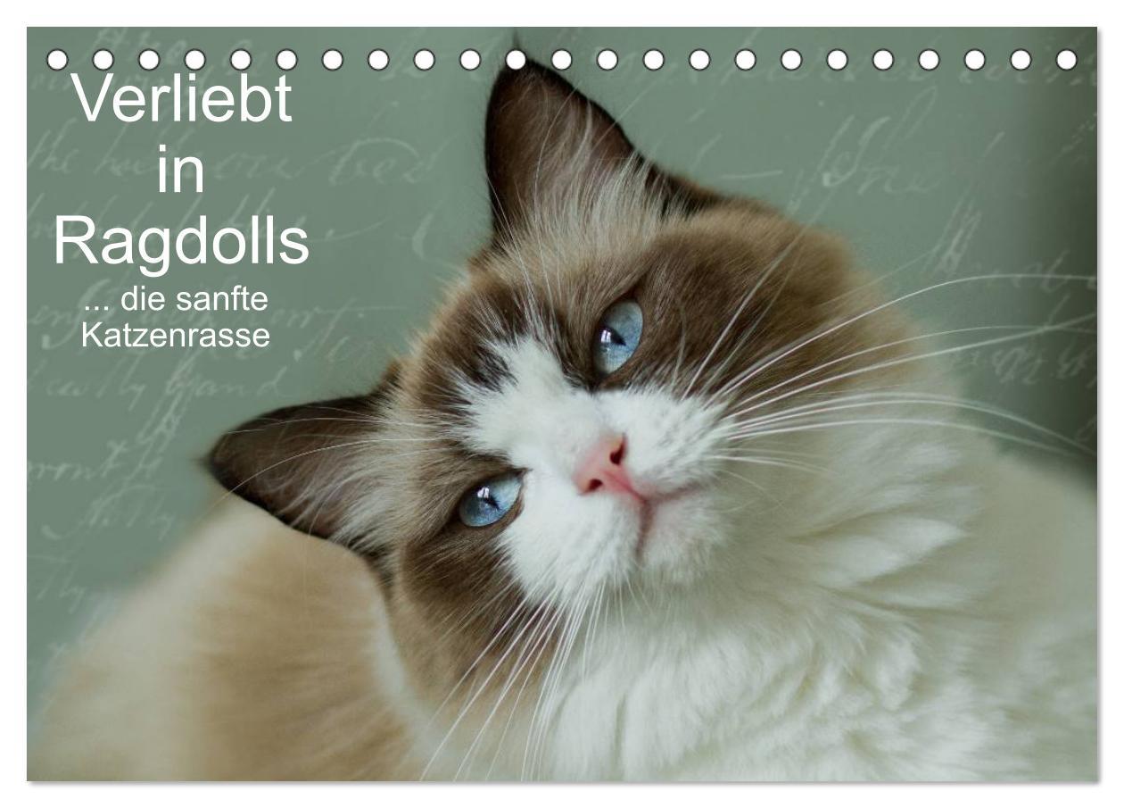 Cover: 9783435490943 | Verliebt in Ragdolls ... die sanfte Katzenrasse (Tischkalender 2025...