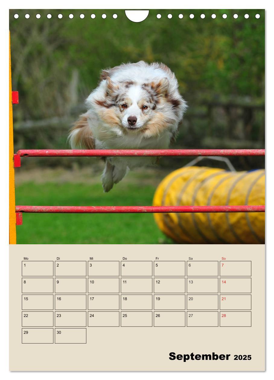 Bild: 9783435959617 | Border Collie - Ein Familienplaner (Wandkalender 2025 DIN A4 hoch),...