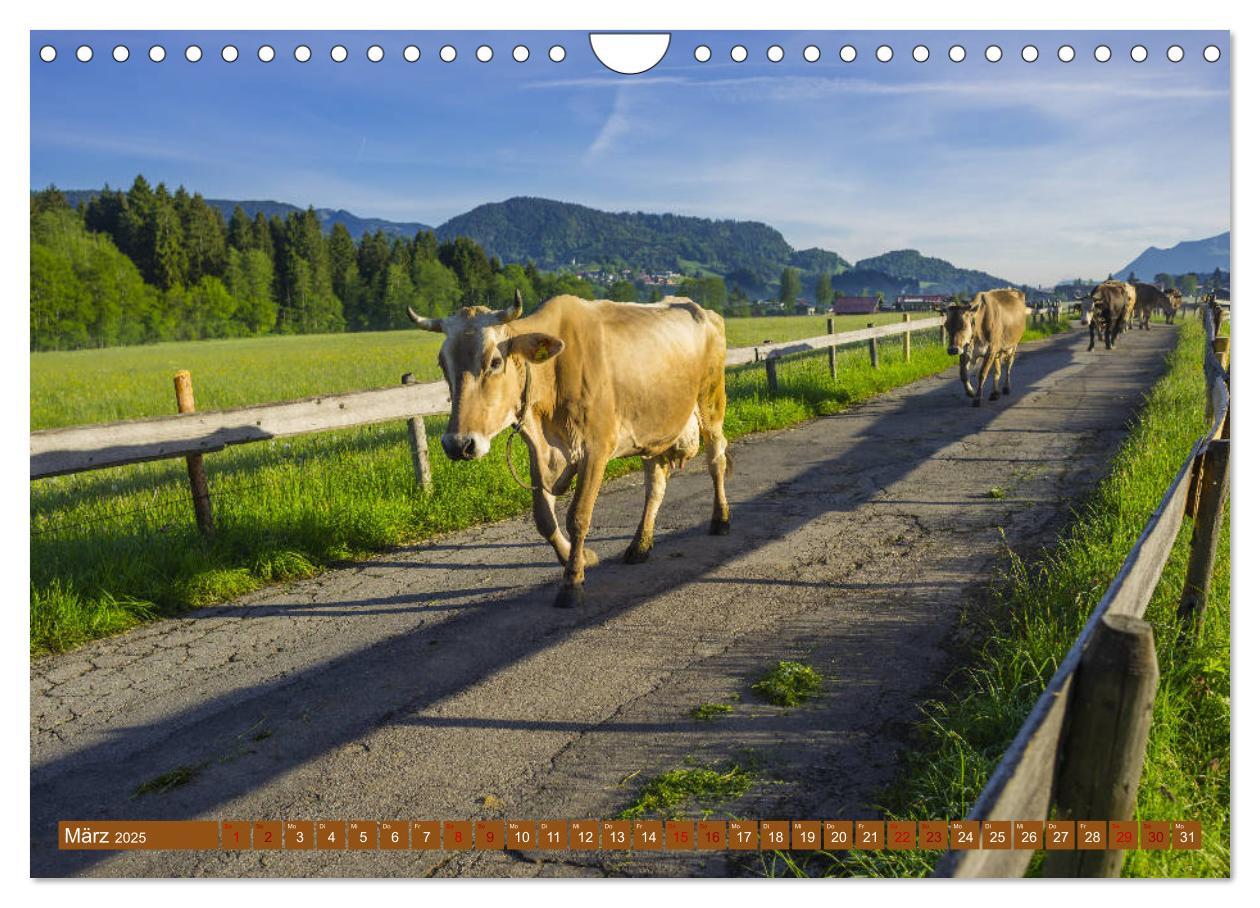 Bild: 9783435347865 | Allgäuer Schönheiten Allgäu - Land der Kühe (Wandkalender 2025 DIN...