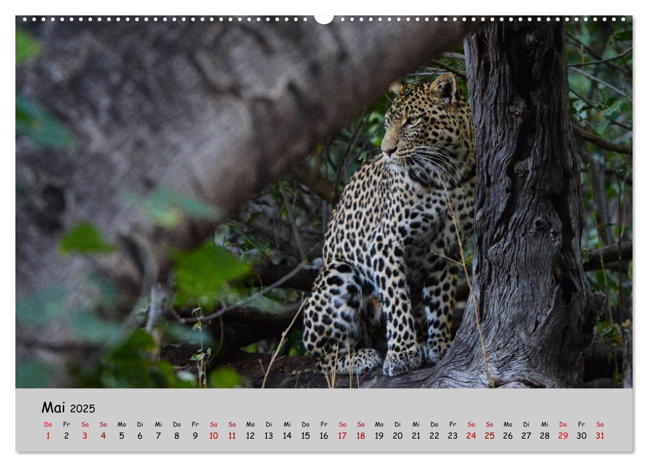 Bild: 9783435365296 | Leoparden - groß und klein (Wandkalender 2025 DIN A2 quer),...