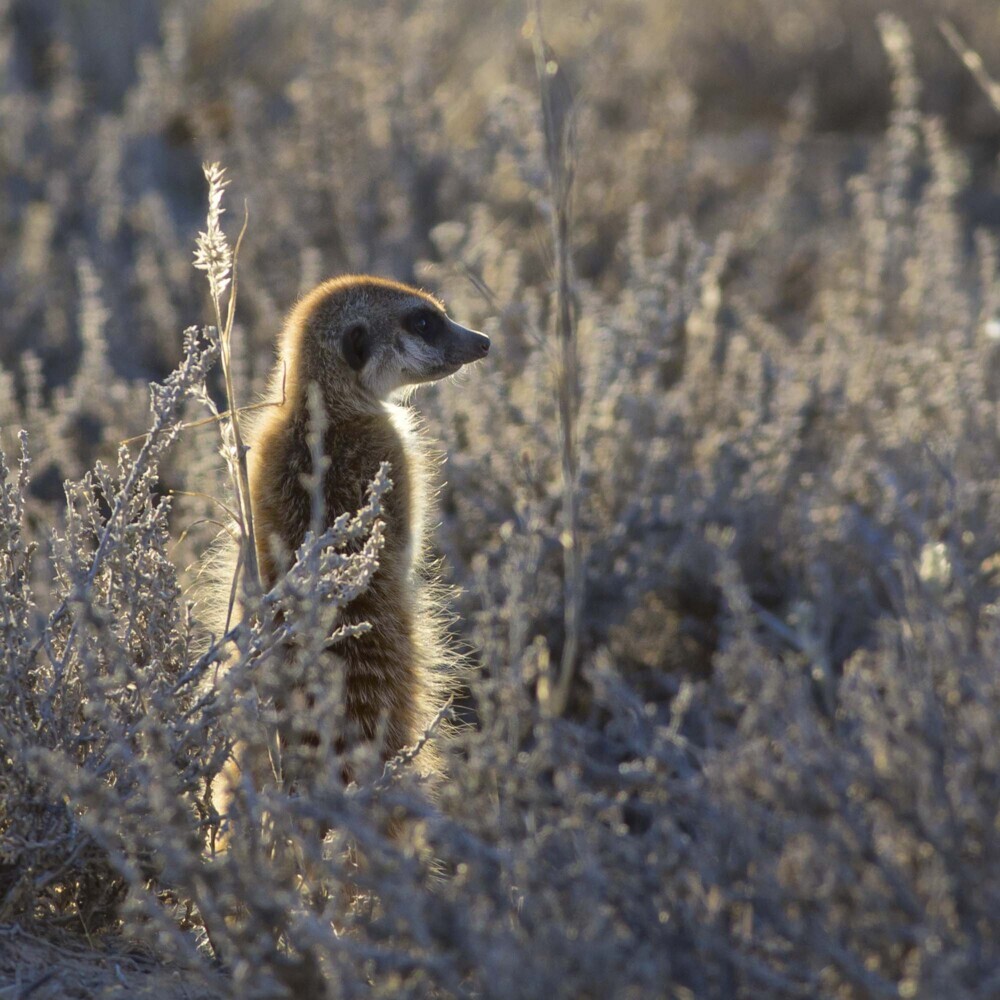 Bild: 9783959294683 | Meerkats/Erdmännchen 2025 | Kalender 2025 | Kalender | Drahtheftung