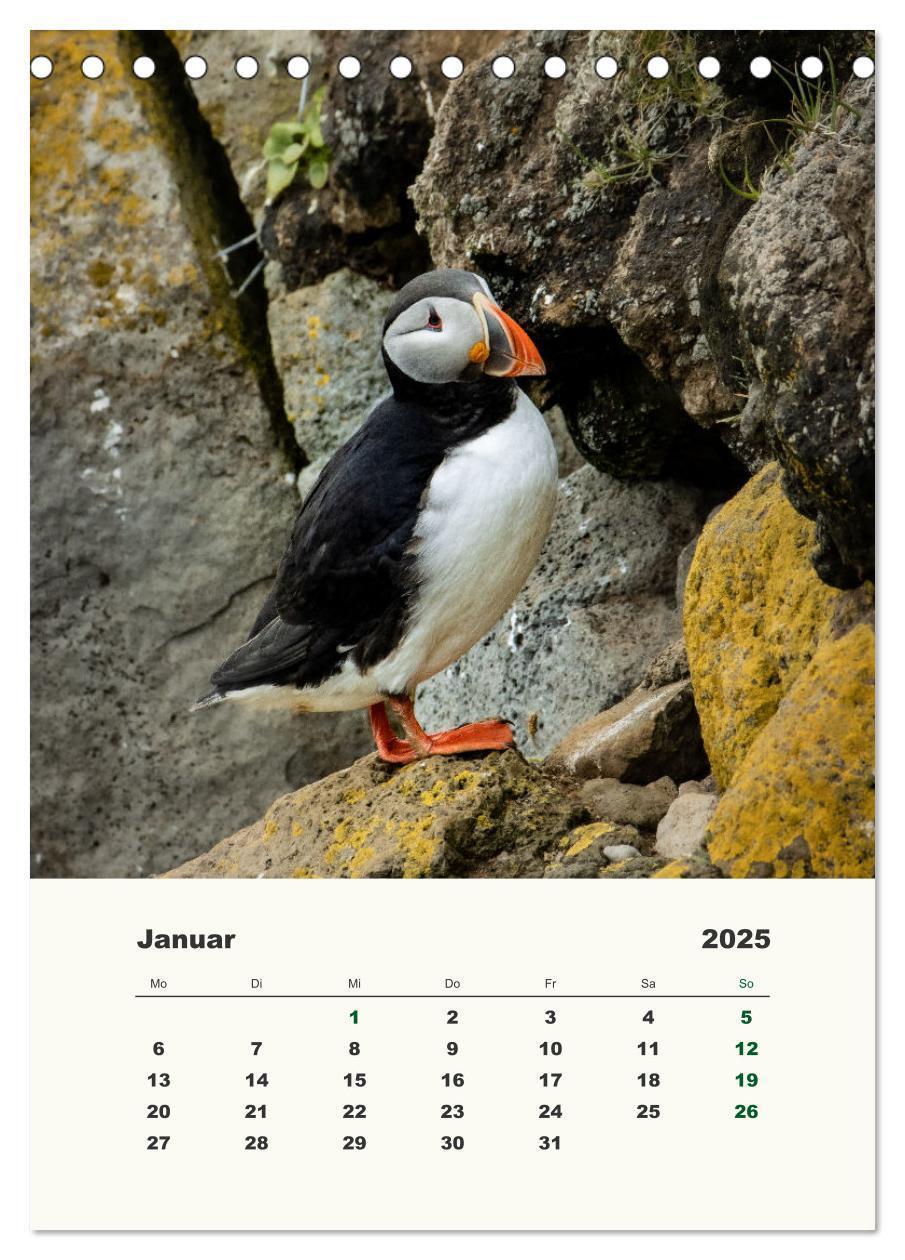 Bild: 9783435906314 | Papageientaucher in Island (Tischkalender 2025 DIN A5 hoch),...