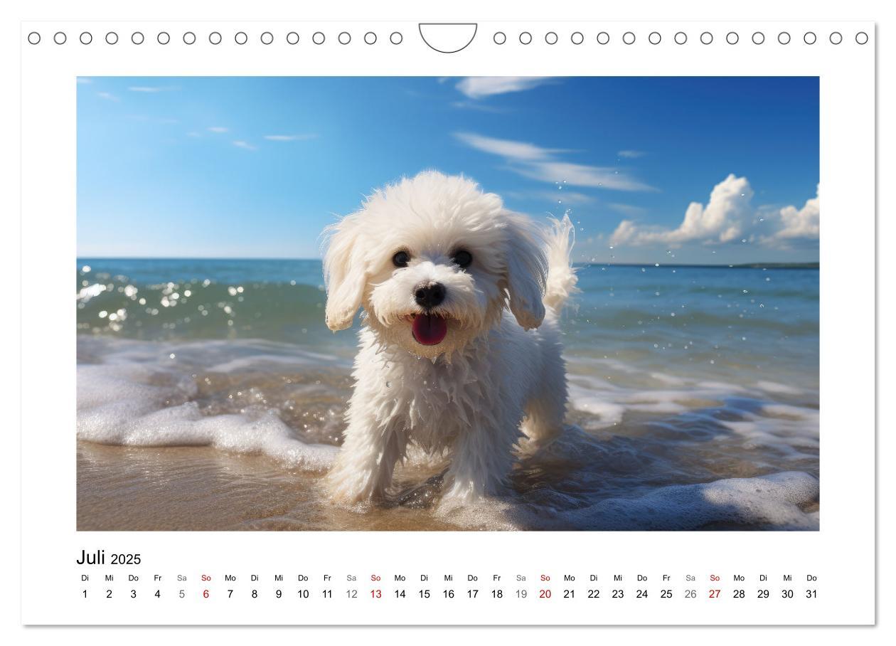 Bild: 9783383837968 | Bichon frisé, weiße Hündchen mit lockigem Haar (Wandkalender 2025...