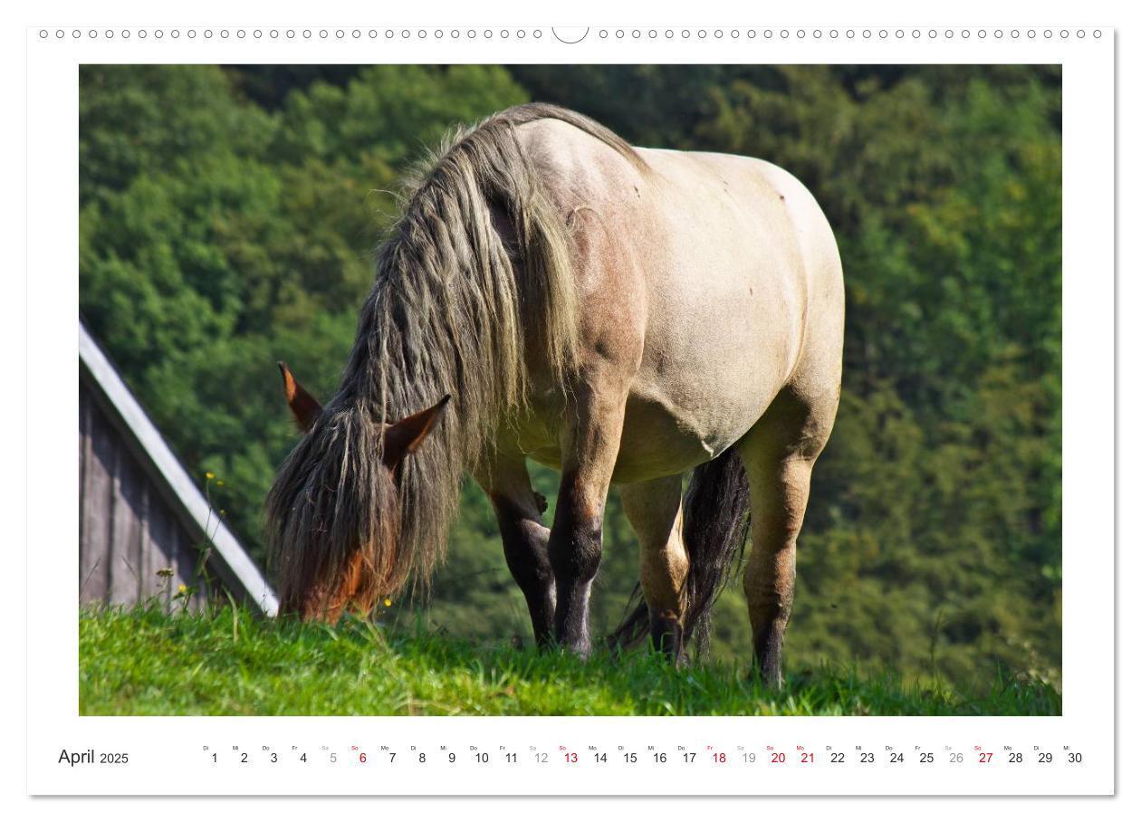 Bild: 9783435689996 | Der Pferdekalender (hochwertiger Premium Wandkalender 2025 DIN A2...