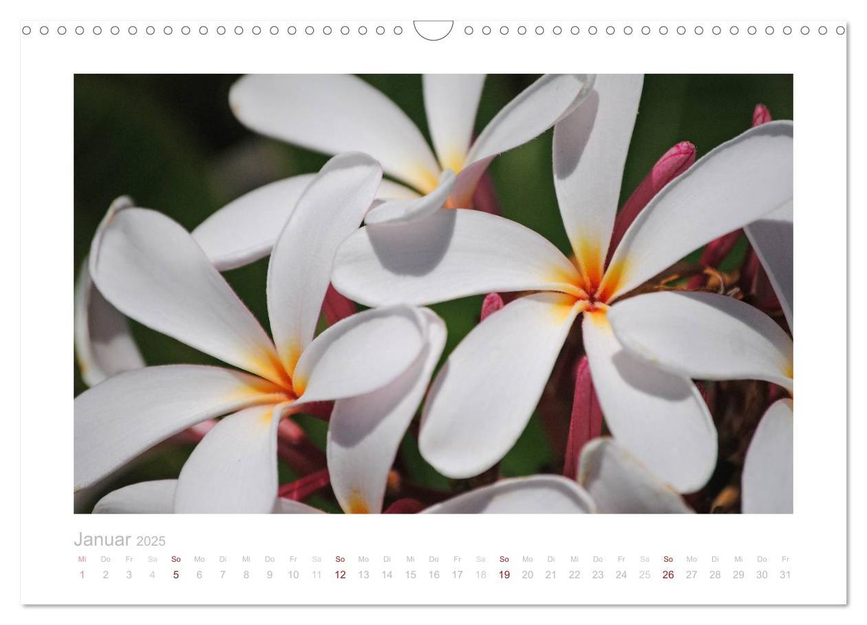 Bild: 9783435583126 | Aloha Blütenzauber aus Hawaii (Wandkalender 2025 DIN A3 quer),...