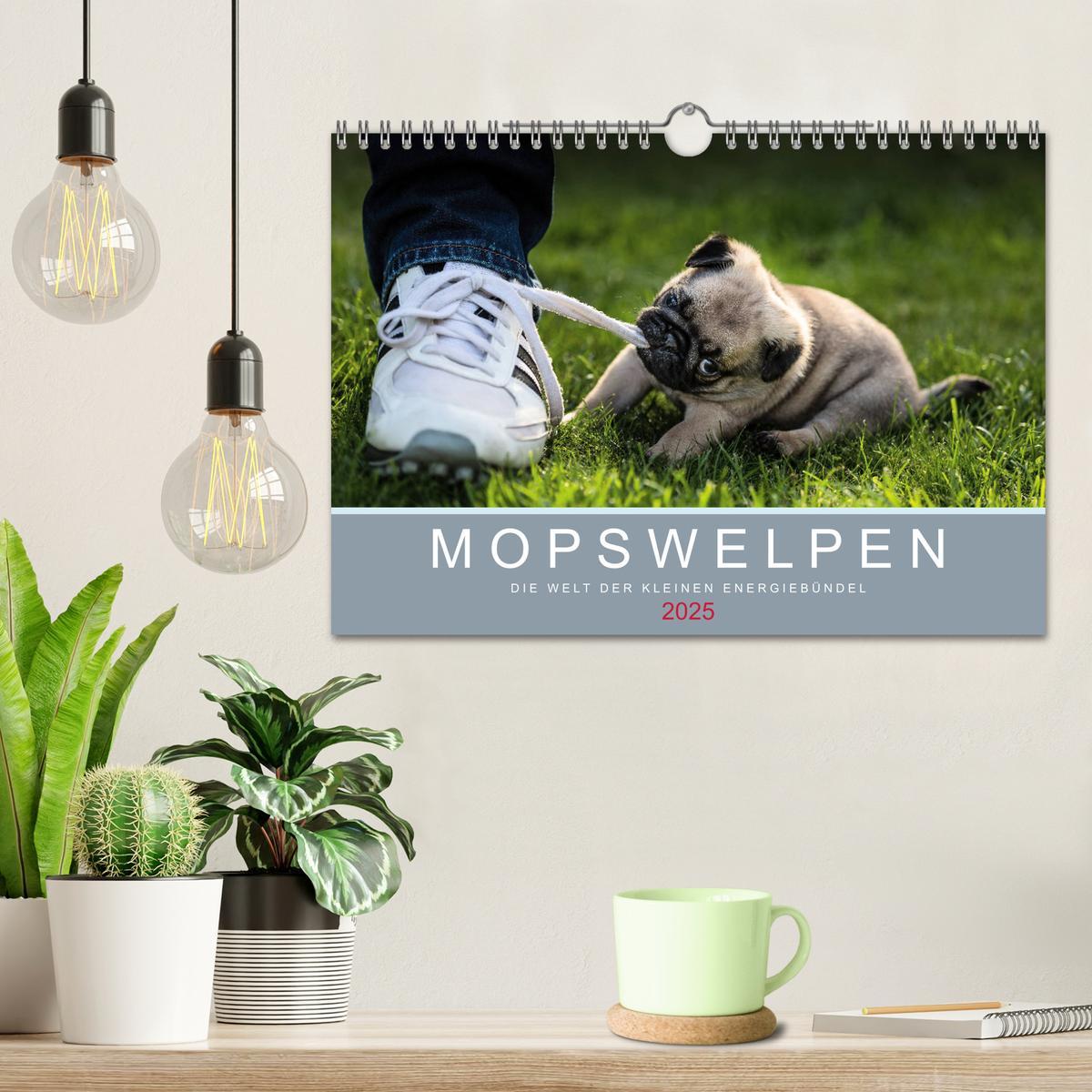 Bild: 9783435419128 | Mopswelpen (Wandkalender 2025 DIN A4 quer), CALVENDO Monatskalender