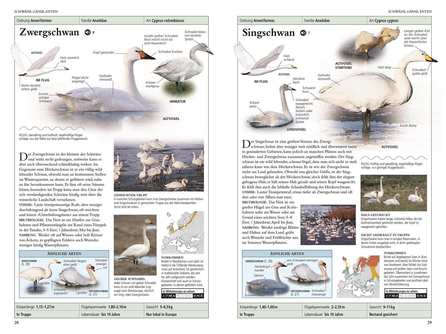 Bild: 9783831039050 | Vögel in Europa | Rob Hume | Taschenbuch | 480 S. | Deutsch | 2020