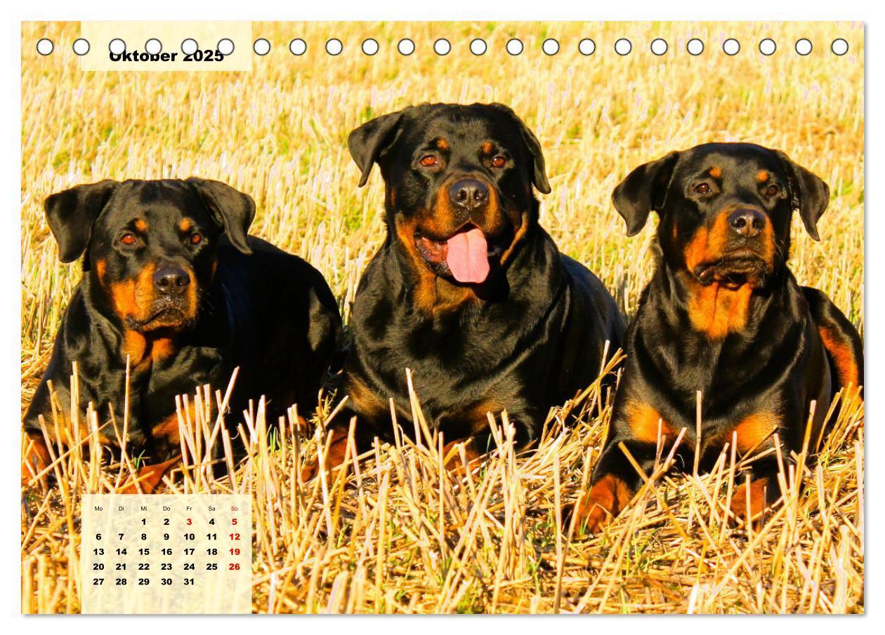 Bild: 9783383947391 | Mein Rottweiler. Nervenstarker Gebrauchs- und Begleithund...