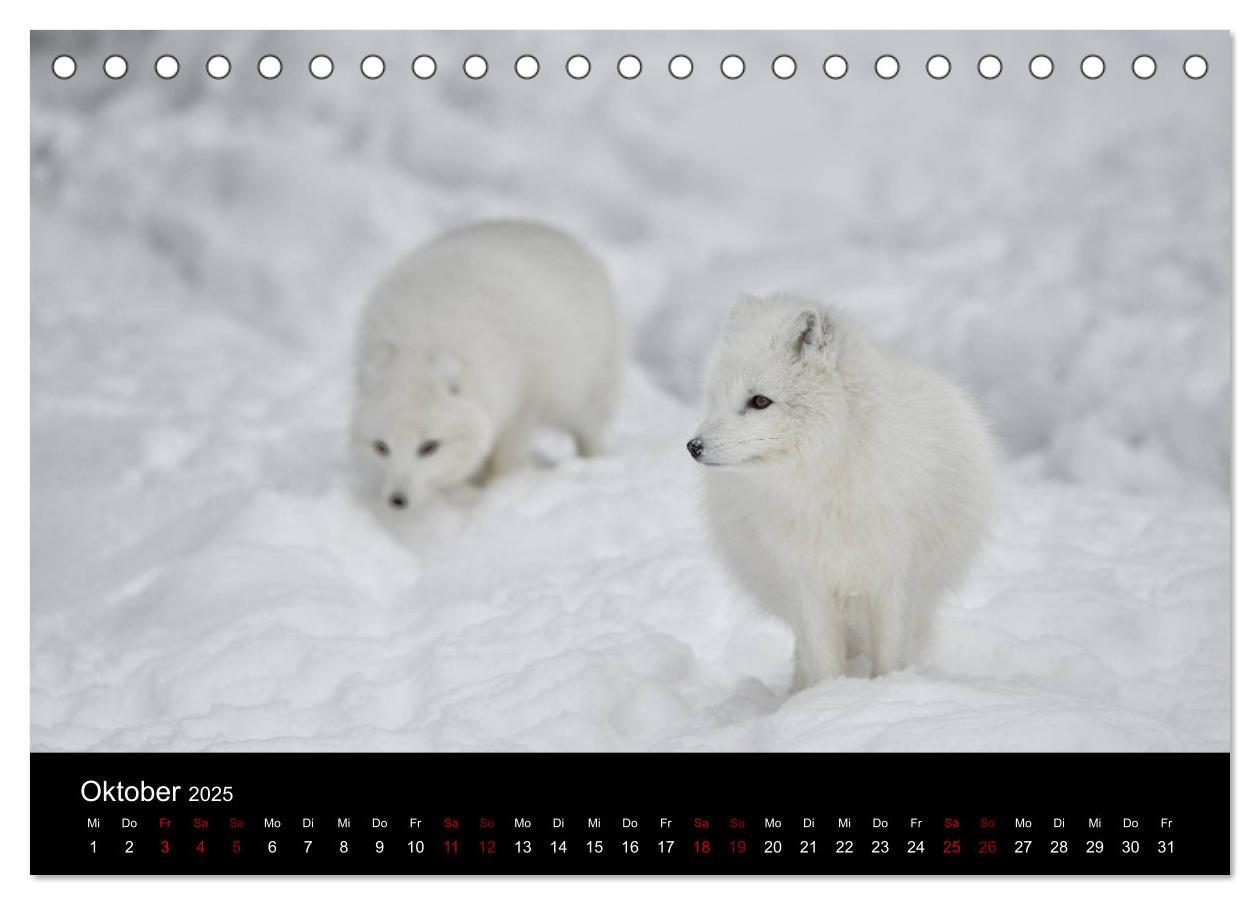 Bild: 9783435439867 | Polarfuchsstudien Wildlife (Tischkalender 2025 DIN A5 quer),...