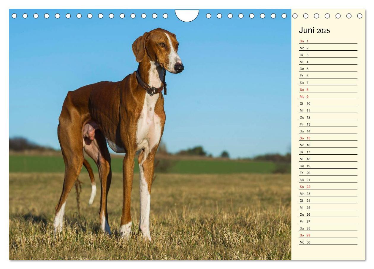 Bild: 9783435541652 | Windhund der Wüste - Der Azawakh (Wandkalender 2025 DIN A4 quer),...