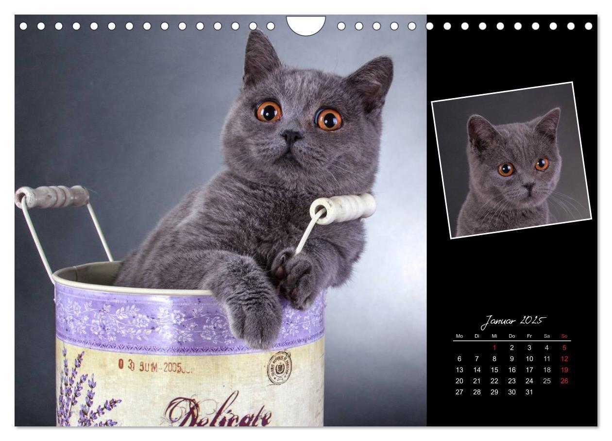 Bild: 9783435773404 | Britisch Kurzhaar Katzen (Wandkalender 2025 DIN A4 quer), CALVENDO...