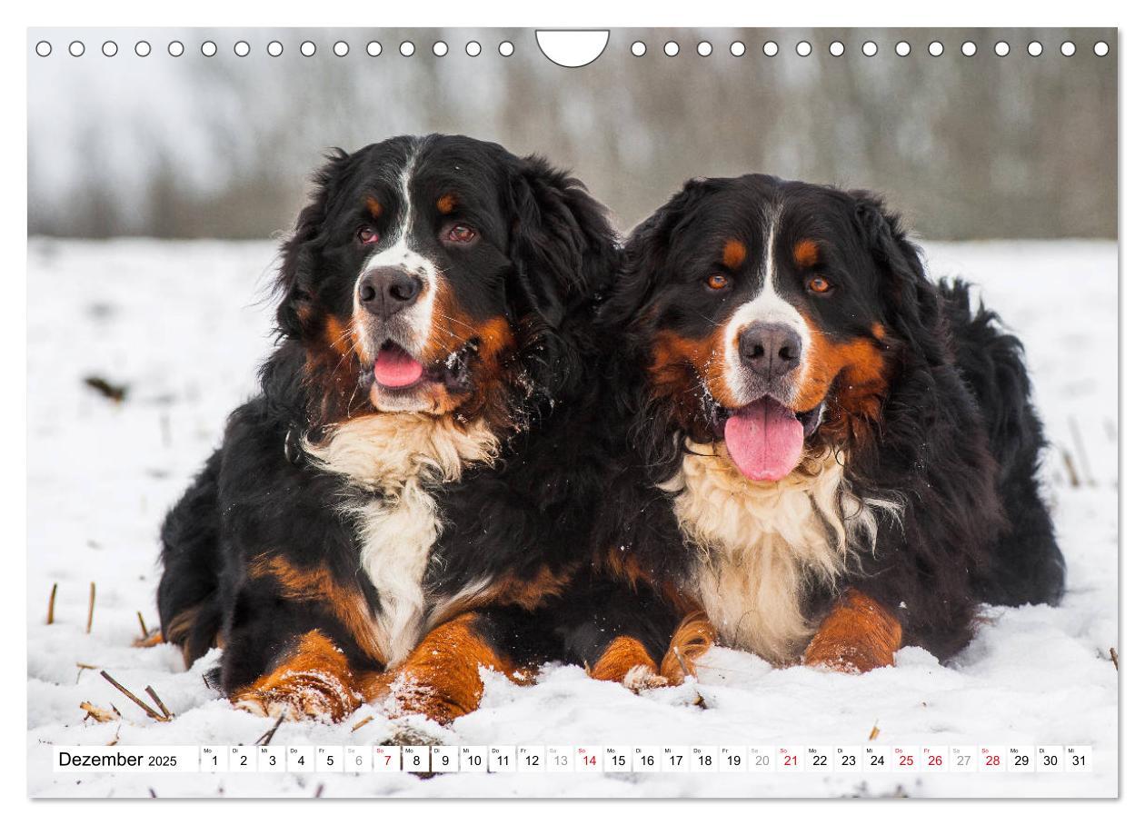 Bild: 9783435315727 | Ein Herz auf 4 Pfoten - Berner Sennenhund (Wandkalender 2025 DIN A4...