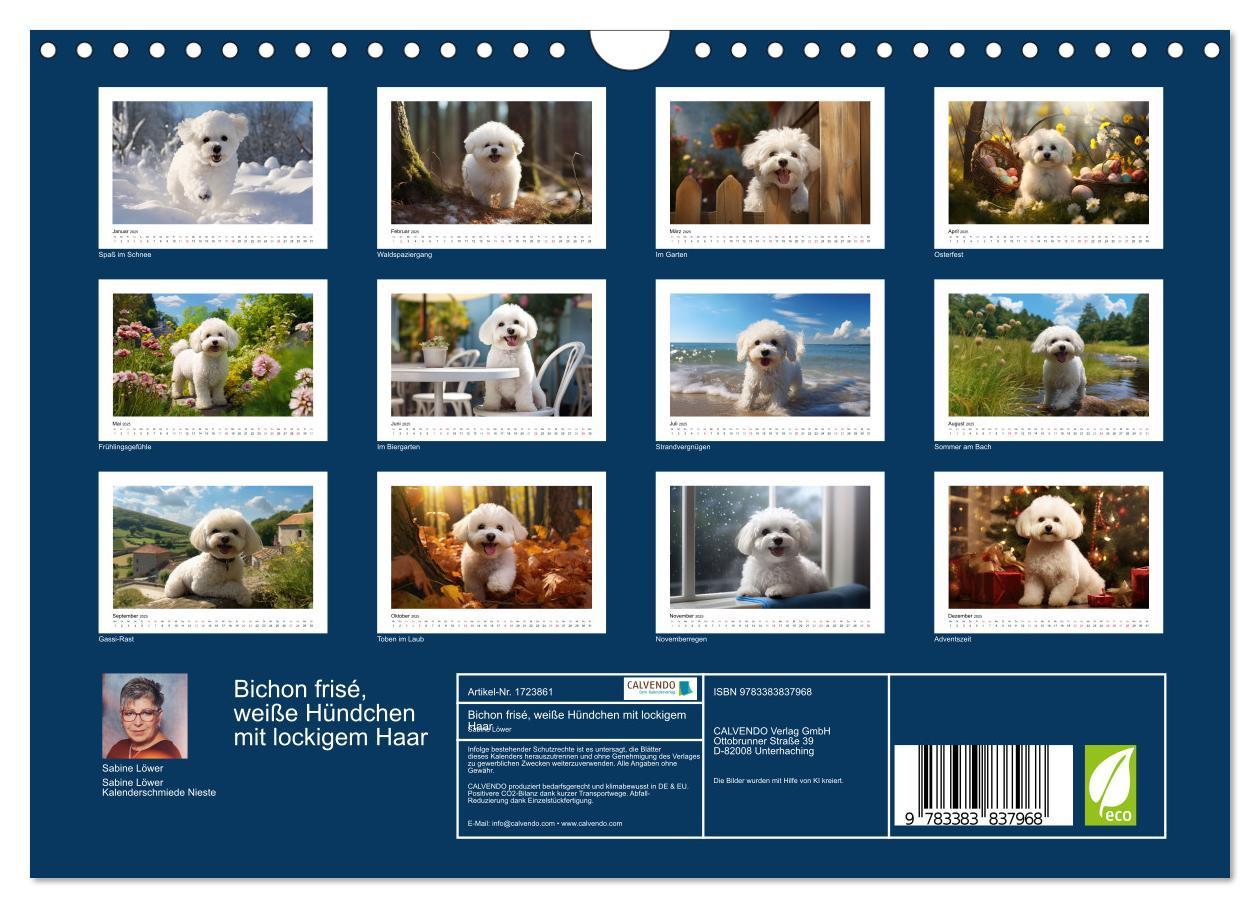 Bild: 9783383837968 | Bichon frisé, weiße Hündchen mit lockigem Haar (Wandkalender 2025...