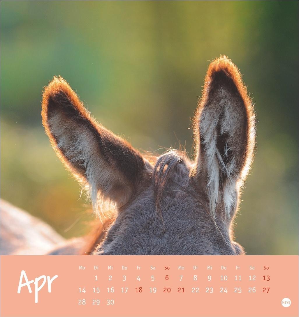 Bild: 9783756407149 | Esel Postkartenkalender 2025 - Von wegen sturer Esel | Heye | Kalender