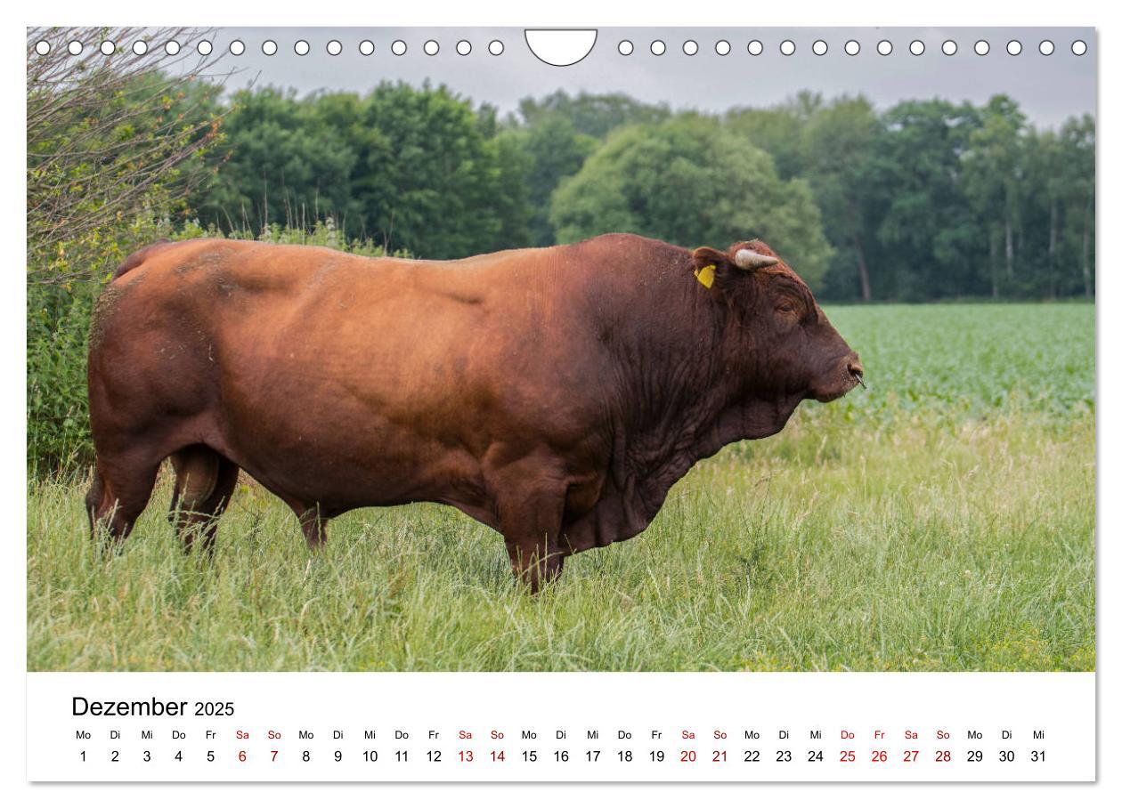 Bild: 9783435354375 | Alte Nutztierrassen 2025 (Wandkalender 2025 DIN A4 quer), CALVENDO...