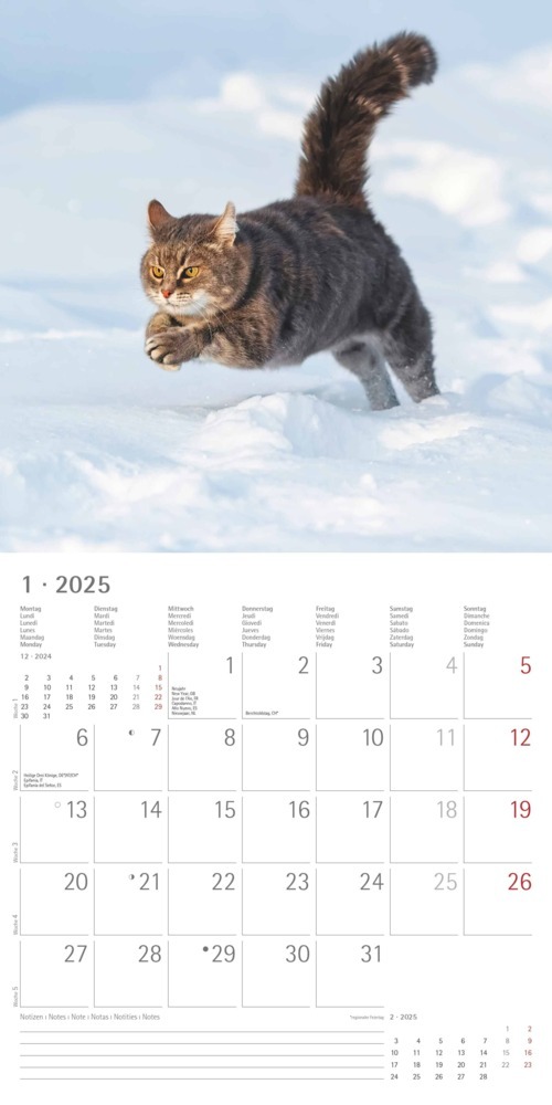 Bild: 4251732340827 | Alpha Edition - Funny Cats 2025 Broschürenkalender, 30x30cm,...