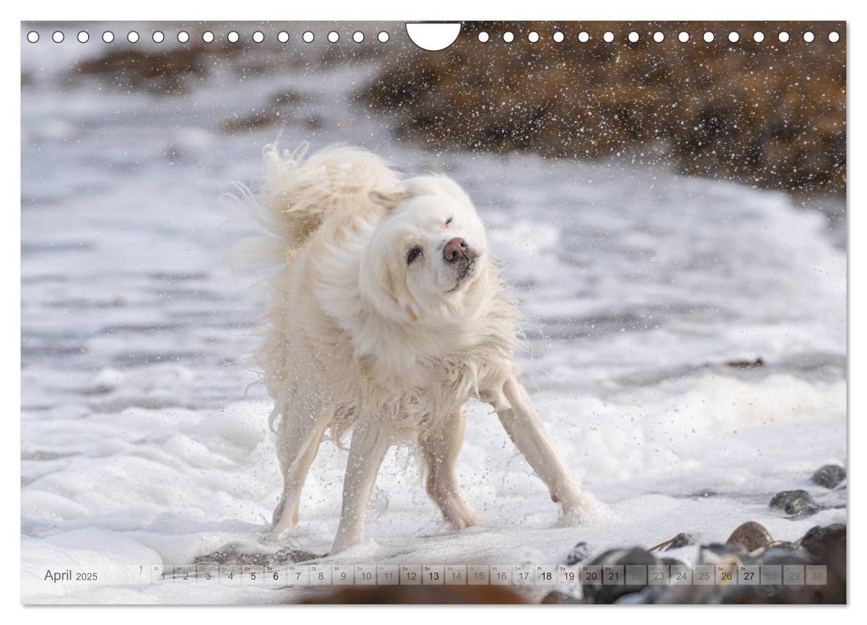 Bild: 9783435183005 | Mit Hunden an den Stränden von Nord- und Ostsee (Wandkalender 2025...