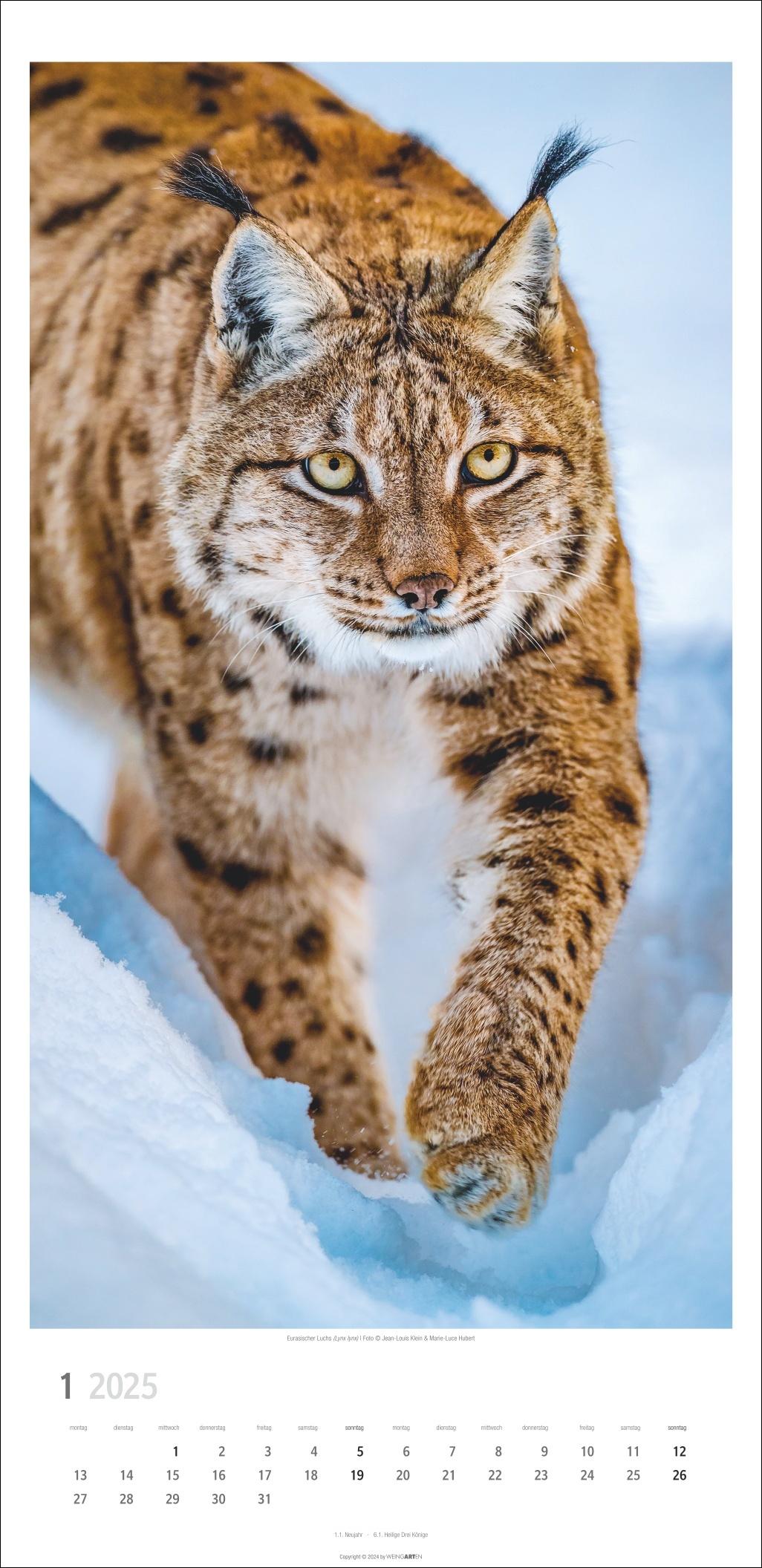 Bild: 9783839900239 | Big Cats Kalender 2025 | Kalender | Tierkalender Weingarten | 14 S.