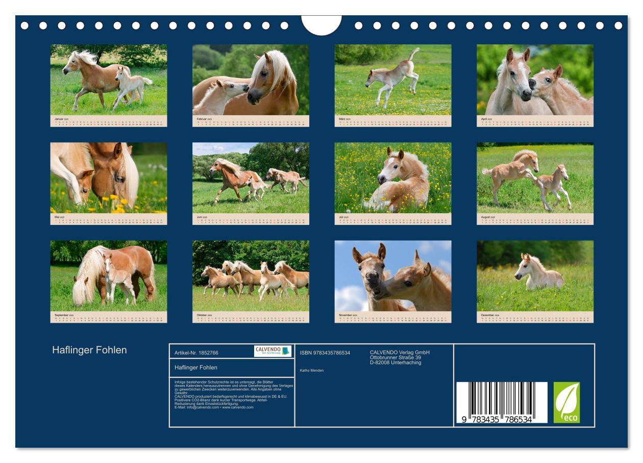 Bild: 9783435786534 | Haflinger Fohlen (Wandkalender 2025 DIN A4 quer), CALVENDO...