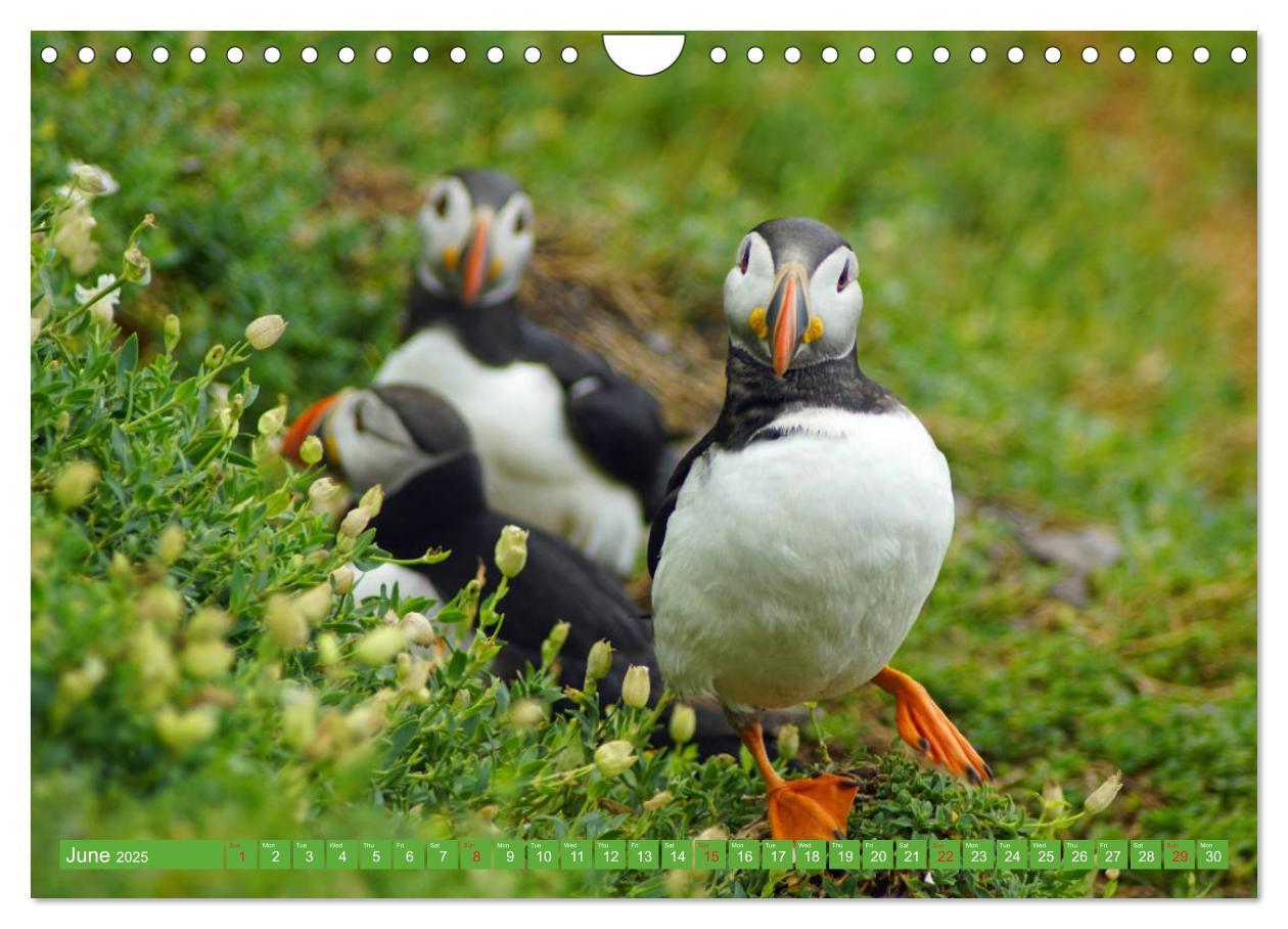 Bild: 9781325944064 | Puffins - small birds very big (Wall Calendar 2025 DIN A4...