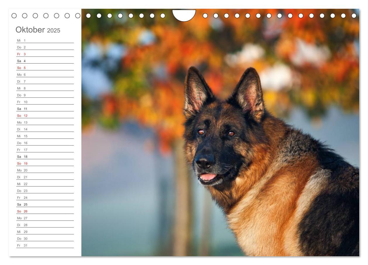 Bild: 9783435474035 | Deutsche Schäferhunde Seelentröster (Wandkalender 2025 DIN A4...