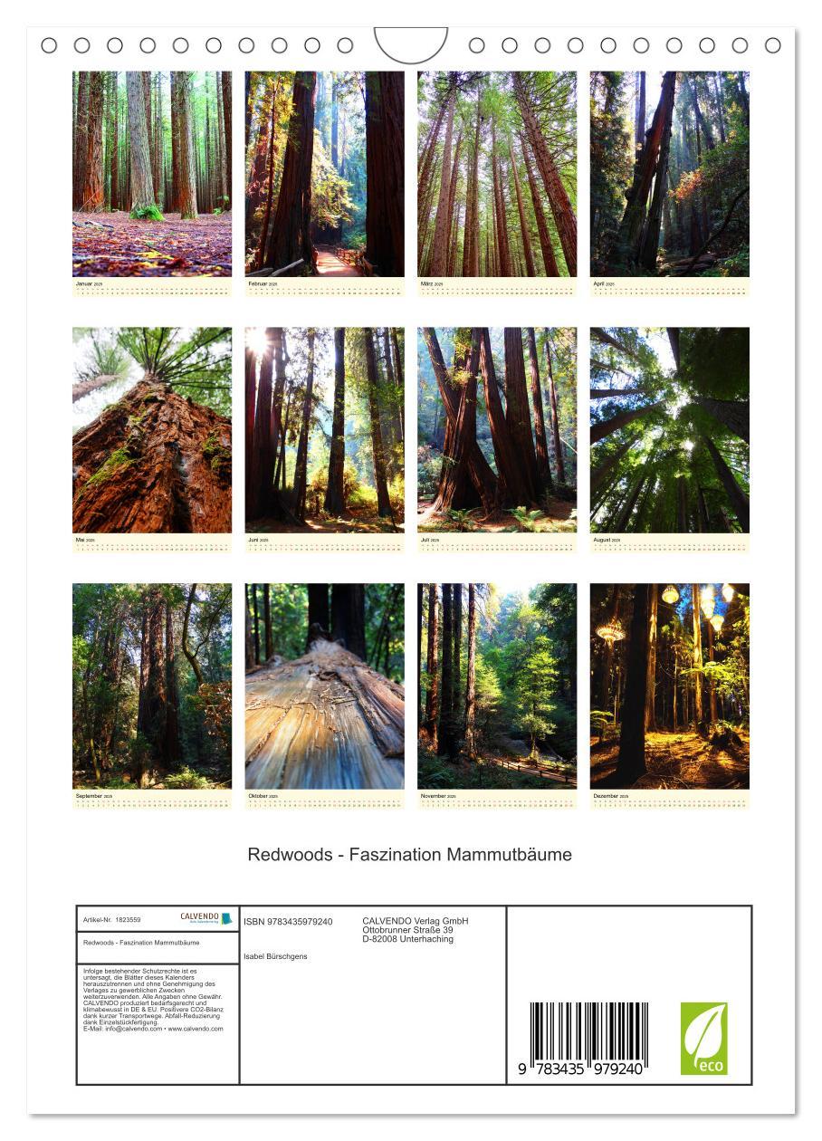 Bild: 9783435979240 | Redwoods - Faszination Mammutbäume (Wandkalender 2025 DIN A4 hoch),...