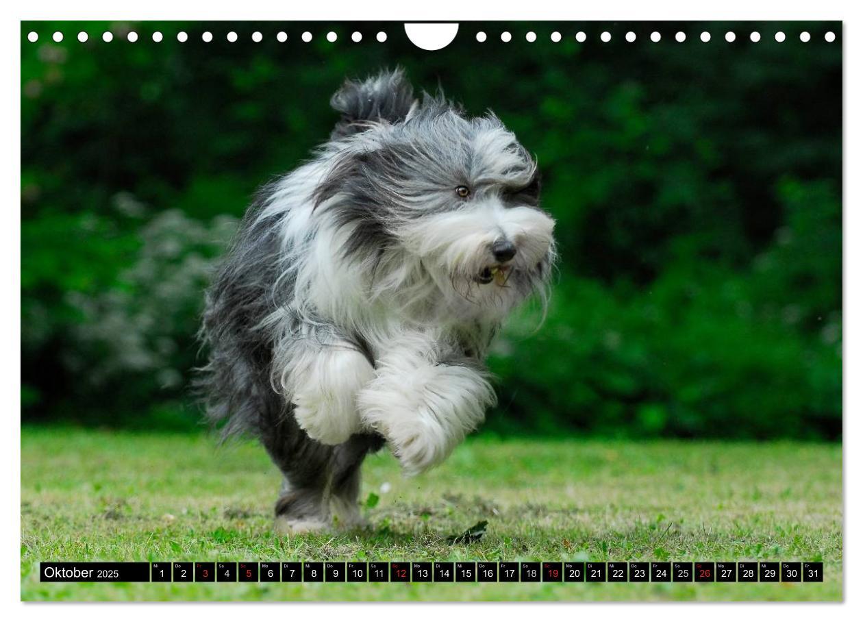 Bild: 9783435573851 | Liebenswerter Clown Bearded Collie (Wandkalender 2025 DIN A4 quer),...