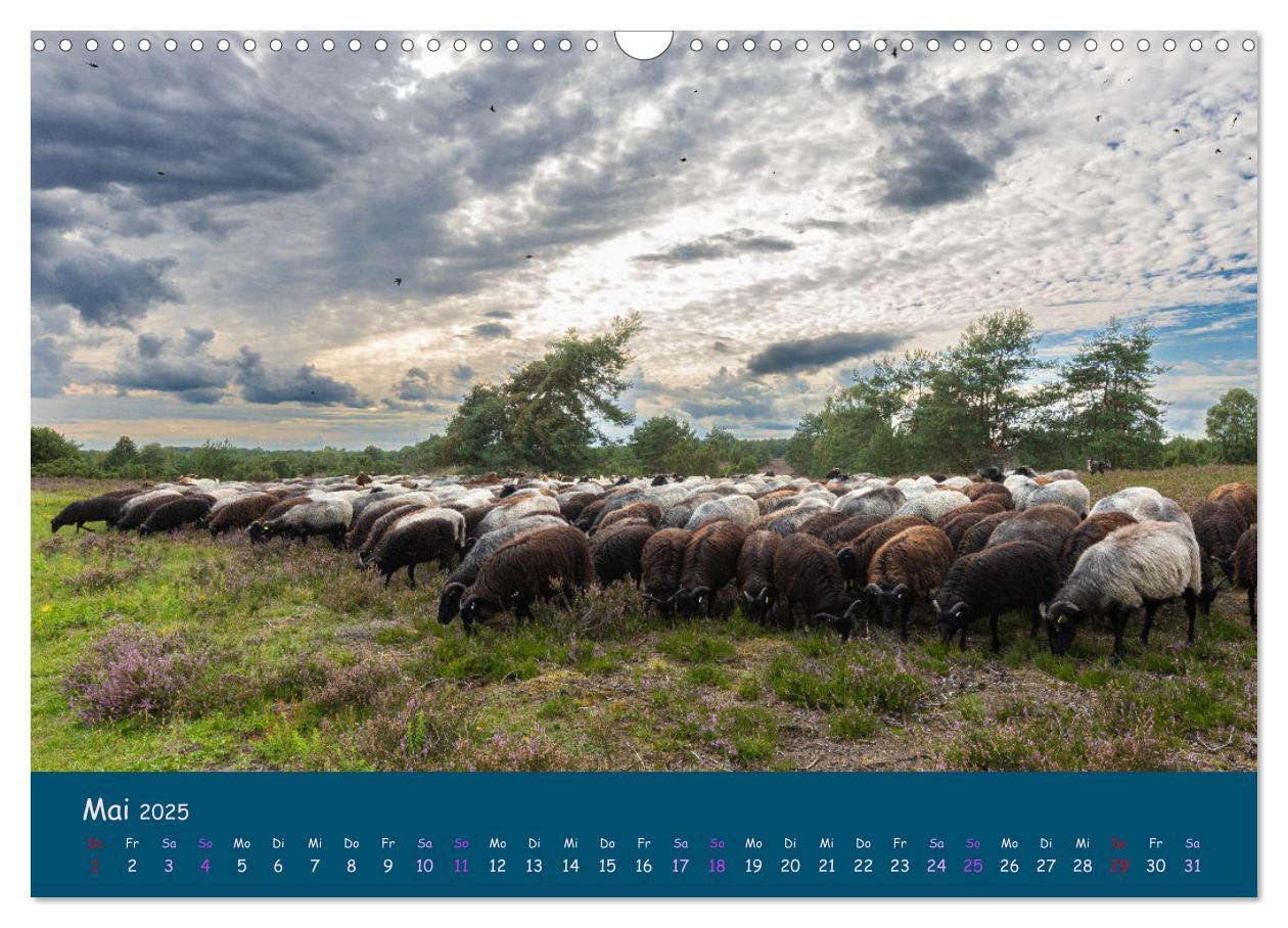 Bild: 9783435014002 | Heidschnucken, die prächtigen Schafe der Lüneburger Heide...