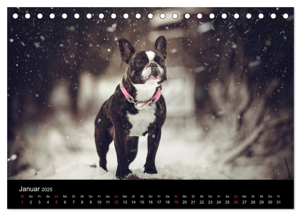 Bild: 9783435298372 | French Bulldog aktiv, verspielt, sportlich (Tischkalender 2025 DIN...