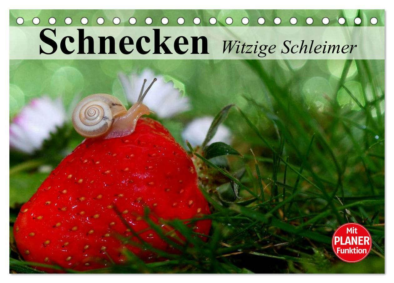 Cover: 9783435528202 | Schnecken. Witzige Schleimer (Tischkalender 2025 DIN A5 quer),...