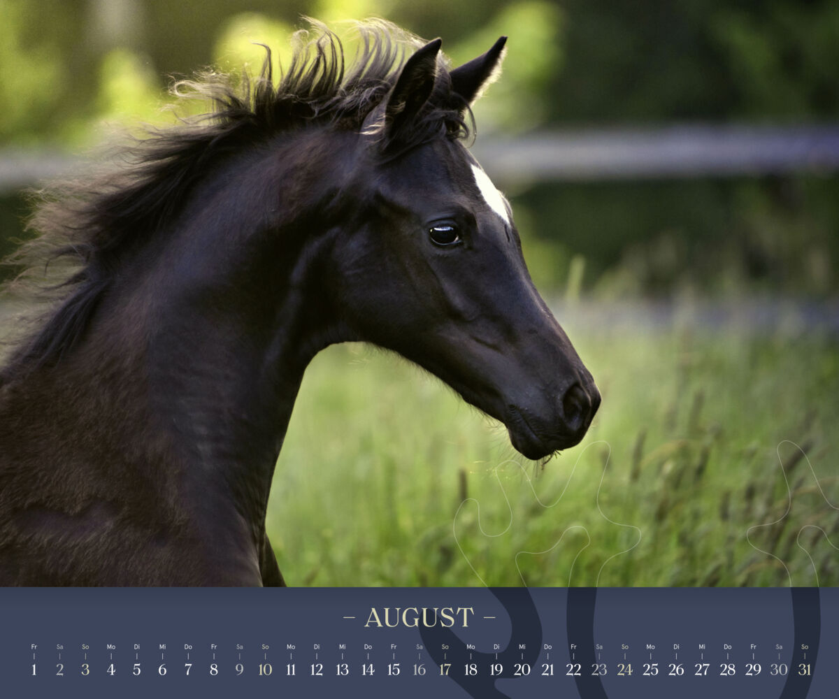 Bild: 9783710901782 | Trakehner 2025 | Eine lebende Legende | Kalender | Spiralbindung