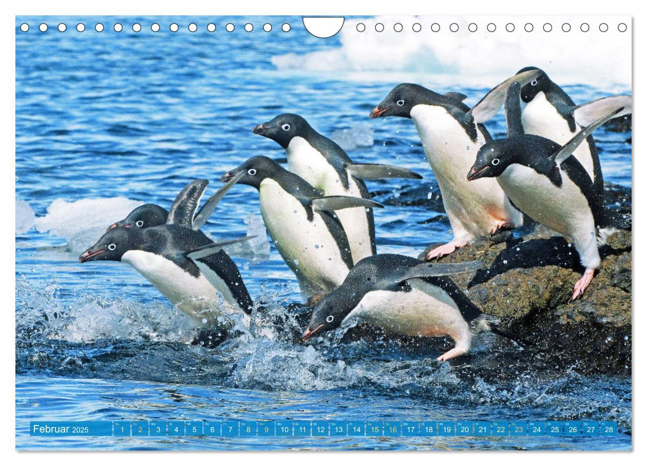 Bild: 9783457197929 | Pinguine: Gehupft wie gesprungen (Wandkalender 2025 DIN A4 quer),...