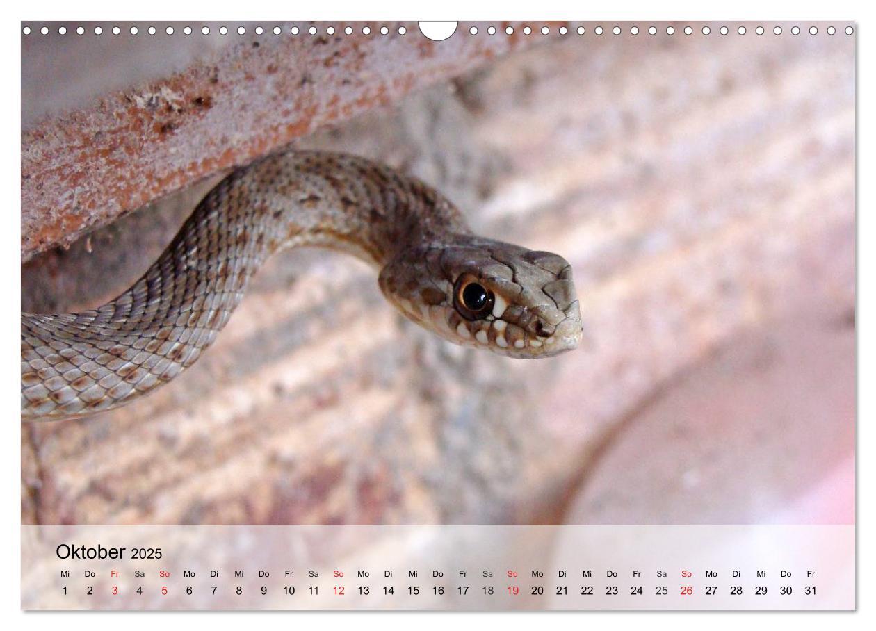 Bild: 9783435589432 | Kleine Reptilien (Wandkalender 2025 DIN A3 quer), CALVENDO...