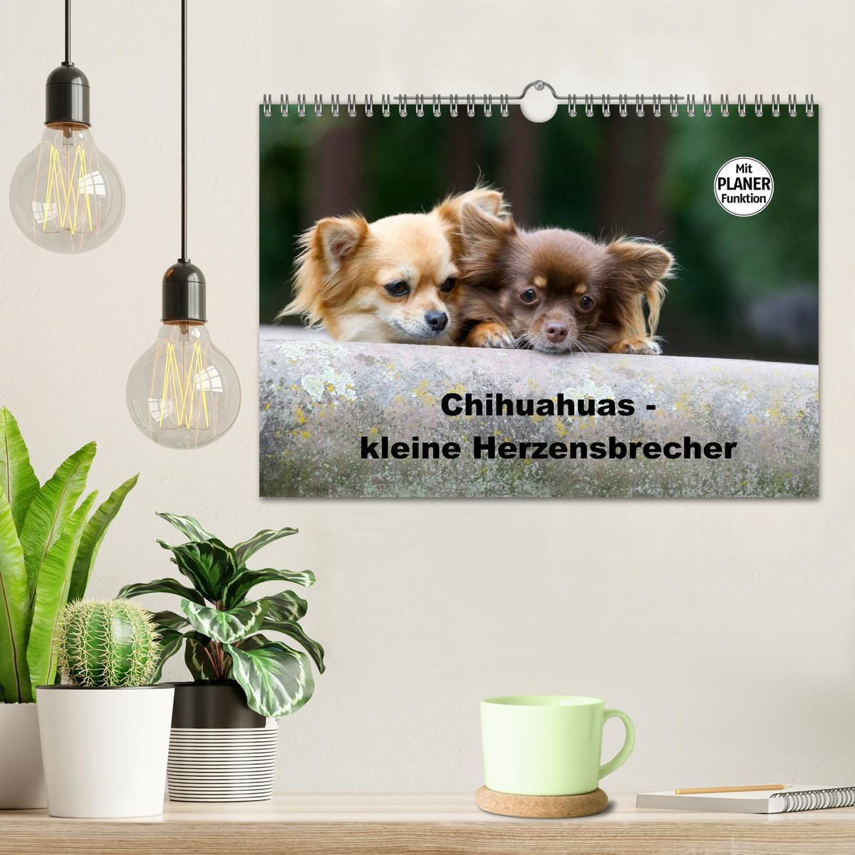 Bild: 9783435557295 | Chihuahuas - kleine Herzensbrecher (Wandkalender 2025 DIN A4 quer),...