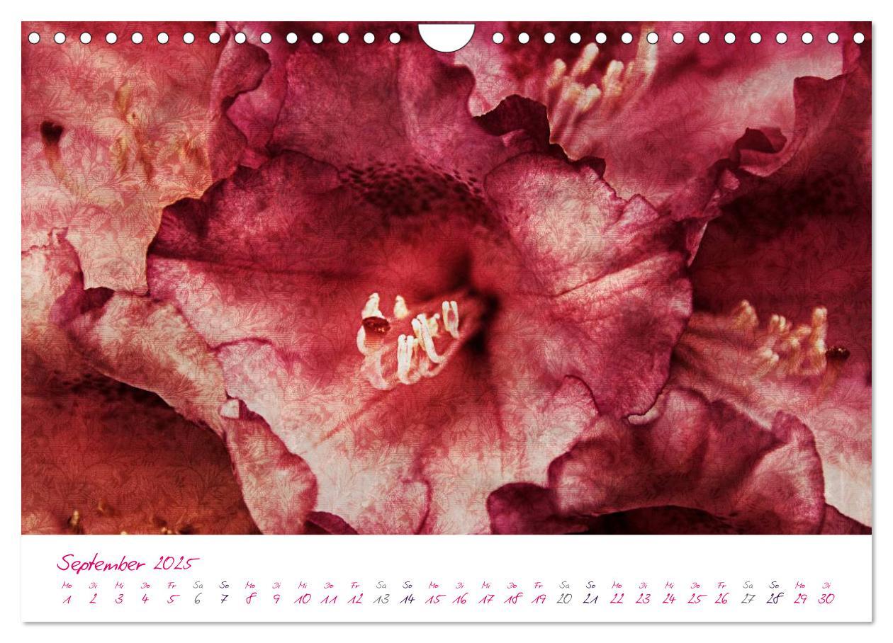 Bild: 9783435831036 | Momente in Rosa (Wandkalender 2025 DIN A4 quer), CALVENDO...