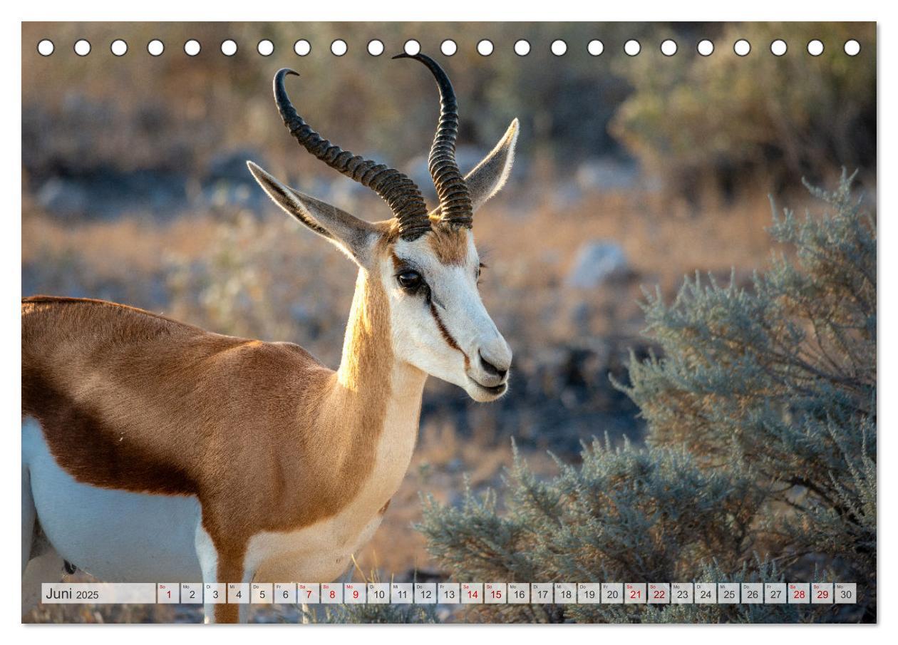 Bild: 9783383853807 | Abenteuerliches Namibia (Tischkalender 2025 DIN A5 quer), CALVENDO...