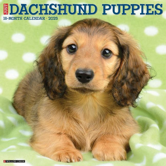 Cover: 9781549242649 | Just Dachshund Puppies 2025 12 X 12 Wall Calendar | Willow Creek Press