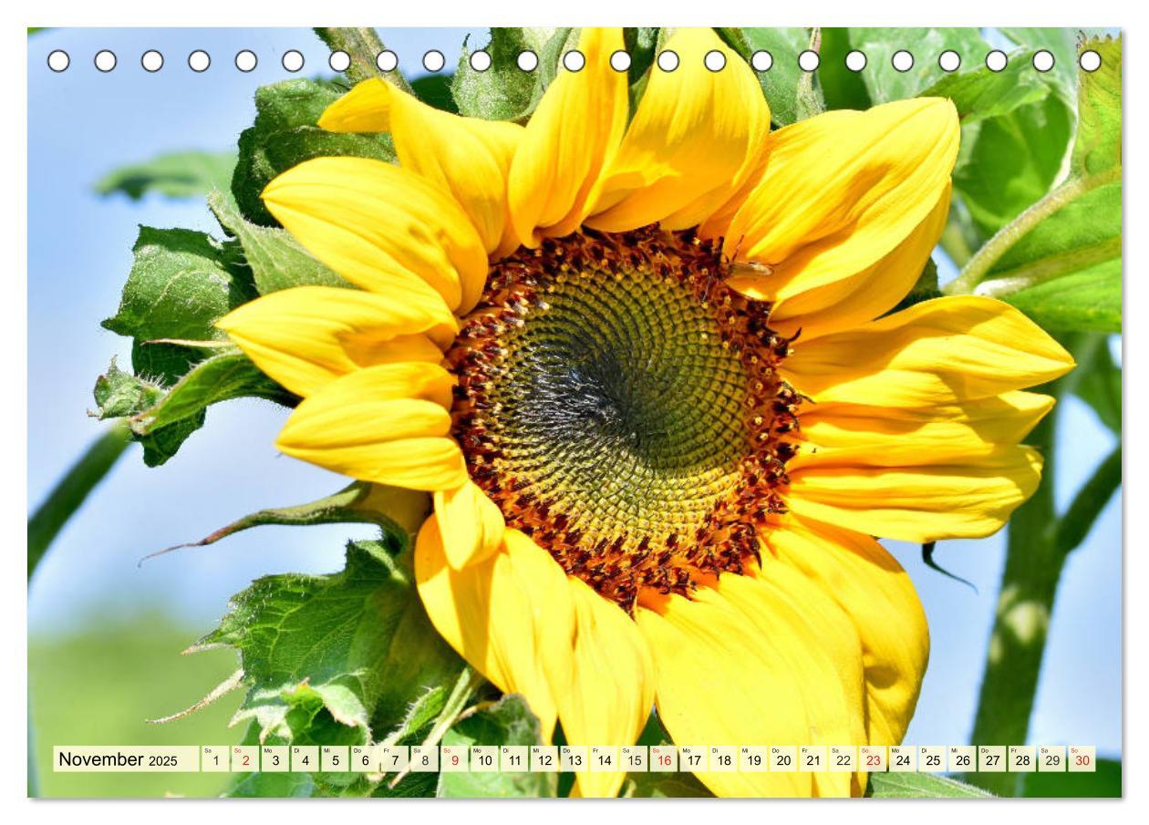 Bild: 9783435191826 | Sonnenblumen. Das Strahlen des Sommers (Tischkalender 2025 DIN A5...