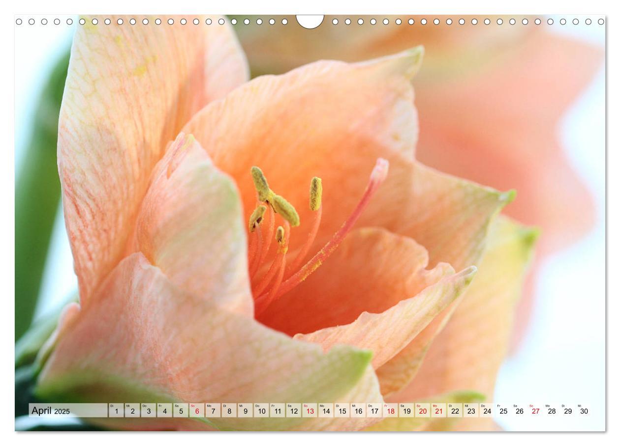 Bild: 9783435382514 | Amaryllis-Blüten (Wandkalender 2025 DIN A3 quer), CALVENDO...