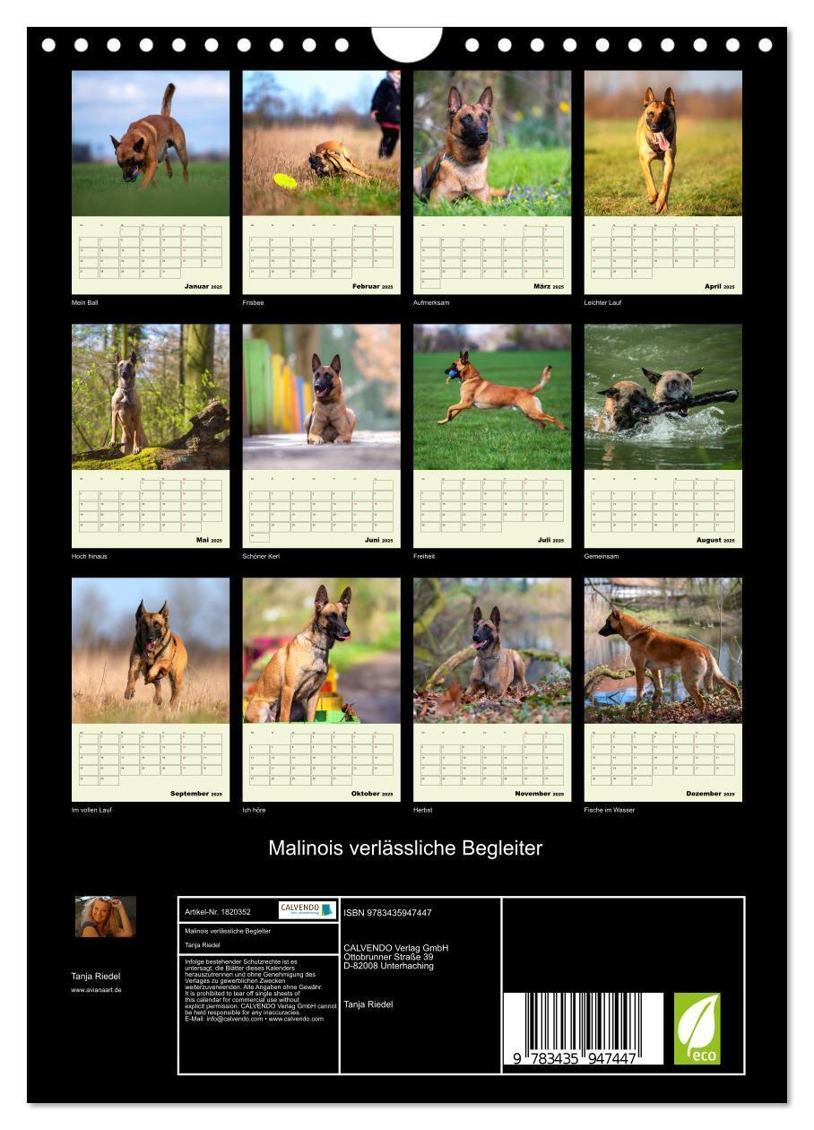 Bild: 9783435947447 | Malinois verlässliche Begleiter (Wandkalender 2025 DIN A4 hoch),...