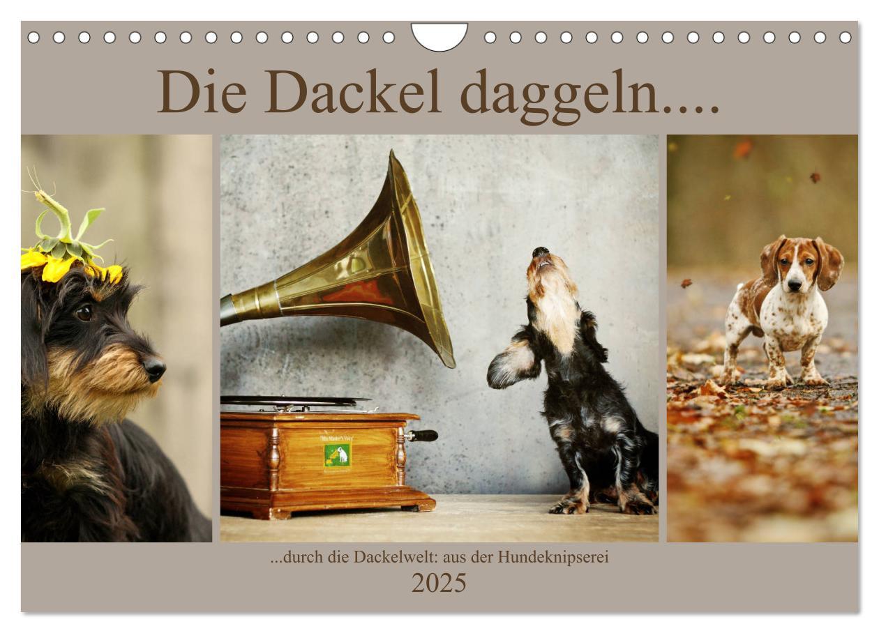 Cover: 9783435392599 | Die Dackel daggeln.... (Wandkalender 2025 DIN A4 quer), CALVENDO...